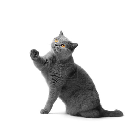 Téléchargez les photos : A fat shorthair cat with big red eyes sits on a white background. Animal obesity. British cat on a white background. A large cat of the British breed sits and looks in surprise. The cat is asking for food. - en image libre de droit