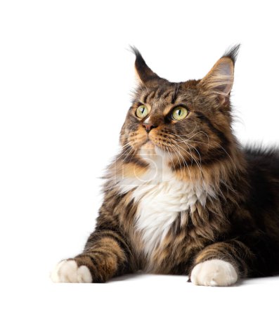 Thoroughbred Maine Coon cat lies on isolation close-up. Big cat on a white background. Cat with green eyes