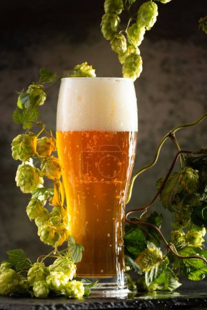 Téléchargez les photos : A glass of light beer with foam on a dark background and bunches of green hops. Unfiltered beer with foam spreading over the glass - en image libre de droit