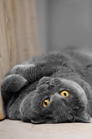 Téléchargez les photos : Scottish shorthair cat with yellow eyes lies on its back and looks into the camera. A beautiful British cat of blue color lies on its back beautifully folded paws in the home interior close-up. - en image libre de droit