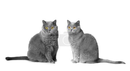 Téléchargez les photos : Two British Shorthair cats of blue color male and female sit on a white background together and look attentively into the camera with large orange eyes. Pedigree cats Scottish and British on isolation - en image libre de droit