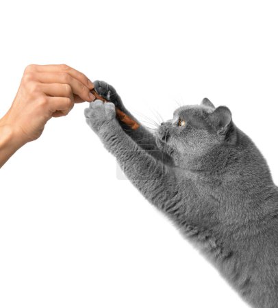 Foto de British blue cat stands on its hind legs and reaches for a treat in the hands of a person on a white background. A beautiful purebred gray cat takes a treat from a girl's hand on isolation. - Imagen libre de derechos