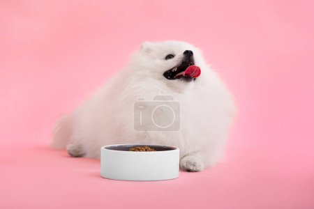 Photo for Portraite of cute fluffy puppy of pomeranian spitz. Little smiling dog lying on bright trendy red background. Spitz dog lies near a bowl of food on a pink background with a place for dough. - Royalty Free Image