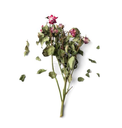 Téléchargez les photos : Bouquet of dry pink roses and fallen petals on a white background. Concept of loneliness or age. Sadness, unhappy love. - en image libre de droit