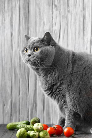 Téléchargez les photos : British cat eats vegetables. Healthy nutrition of a thoroughbred cat. Scottish shorthair on a diet. Fat pet. Obesity of a cat and transfer to a diet. - en image libre de droit