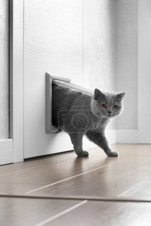 Foto de Un gato gris británico camina a través de una solapa de gato, escotilla de gato instalada en una puerta y mira a la cámara, una puerta de gato en el interior de un apartamento. - Imagen libre de derechos