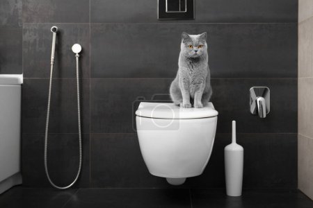A purebred British gray cat sits on a white toilet bowl in the bathroom.