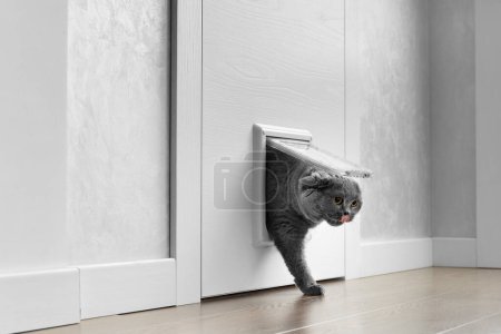 Téléchargez les photos : Un chat gris britannique passe à travers un rabat de chat, trappe de chat installée dans une porte, une porte de chat dans un intérieur d'appartement. - en image libre de droit