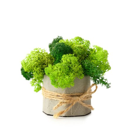 Téléchargez les photos : Mousse verte stabilisée dans un pot de fleurs en béton gris avec décor sur fond blanc. - en image libre de droit