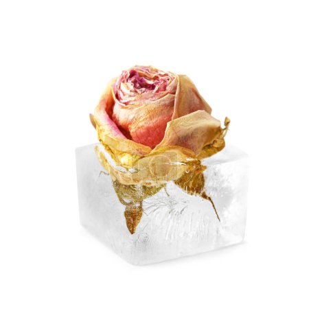 Foto de Composición conceptual capullo de rosa en cubo de hielo, flor de rosa en hielo. - Imagen libre de derechos