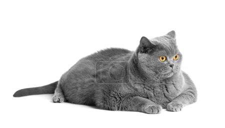 Téléchargez les photos : A fat shorthair cat with big red eyes lies on a white background. Animal obesity. British cat on a white background. A large fat cat of the British breed lies and looks in surprise - en image libre de droit