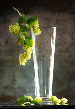 Foto de Empty glass for beer and green branches of hops on a dark background. The concept of natural beer. Brewing traditions. Beer Festival. Oktoberfest. St.Patrick 's Day - Imagen libre de derechos
