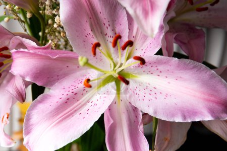 Photo for Blooming pink lily flower close up as a background. Blooming lily macro photography. - Royalty Free Image
