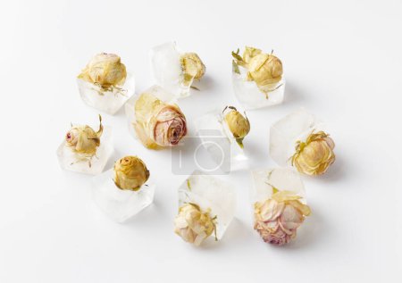 Foto de Composición conceptual brotes de rosa en cubitos de hielo en el aislamiento blanco, rosas congeladas en hielo. - Imagen libre de derechos