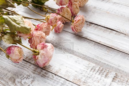 Foto de Ramas de rosas secas sobre un fondo de madera clara con espacio para el texto. El concepto de soledad o edad. Amor infeliz. Una pérdida. Tristeza. - Imagen libre de derechos