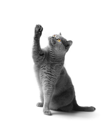 Téléchargez les photos : Chat gris britannique pur s'assoit et étire sa patte vers le haut sur un fond blanc. Publicité de friandises, nourriture pour chats. - en image libre de droit