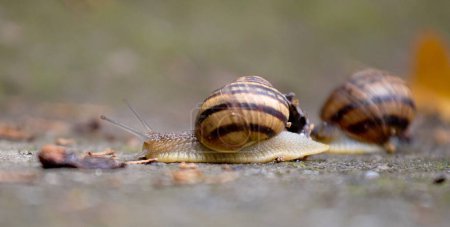Photo for A large snail crawls on a gray stone on a blurred green background close-up. - Royalty Free Image