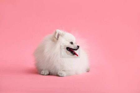 Téléchargez les photos : Portraite of cute fluffy puppy of pomeranian spitz. Little smiling dog lying on bright trendy pink background. - en image libre de droit