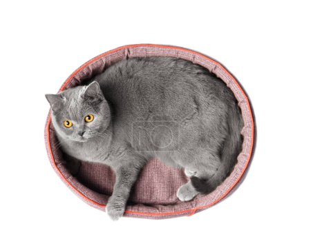 Téléchargez les photos : British chat se trouve dans un lit d'animal doux et regarde la caméra sur un fond blanc, accessoires pour animaux de compagnie. - en image libre de droit