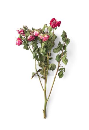 Photo for Branch of dead roses isolated. Dry pink roses on a white background top view. Conceptual composition of dried flowers and leaves. Unhappy love. Loss. Sadness. - Royalty Free Image