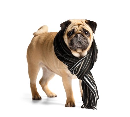 Foto de Pug perro divertido divertido lindo pura raza en una bufanda con estilo cálido alrededor de su cuello sobre fondo blanco. El concepto de pasear con perros en clima frío, ropa y accesorios para mascotas. - Imagen libre de derechos