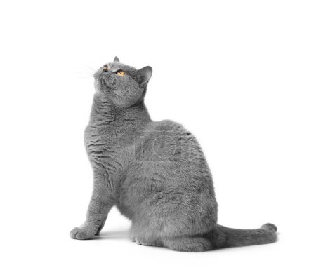 Foto de Encantador británico taquigrafía gato azul se sienta sobre un fondo blanco y mira hacia arriba con interés con grandes ojos naranjas. - Imagen libre de derechos