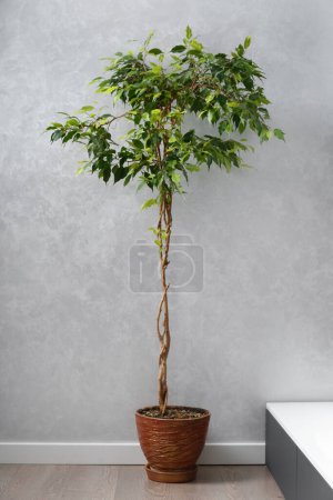 Photo for A tall ficus Benjamin with a beautifully interlaced trunk in a flowerpot against a gray wall in the living room. House design, interior, indoor plants. - Royalty Free Image