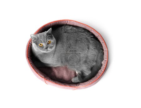Téléchargez les photos : British chat se trouve dans un lit d'animal doux et regarde la caméra sur un fond blanc, accessoires pour animaux de compagnie. - en image libre de droit