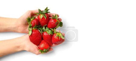 Foto de Grandes bayas frescas de fresas orgánicas en una mano femenina sobre una vista superior de fondo blanco. Un montón de fresas en las palmas de las mujeres. - Imagen libre de derechos
