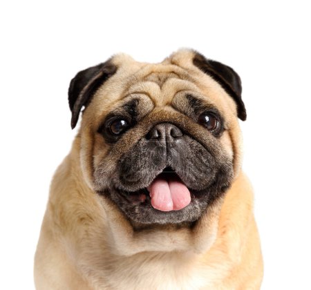 Photo for Portrait of a purebred friendly cute funny pug with his tongue hanging out on a white background, close-up. - Royalty Free Image