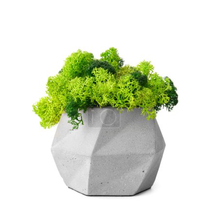 Téléchargez les photos : Mousse verte stabilisée en pot de fleurs gris décoré sur fond blanc. Décor intérieur. Fleurs d'intérieur qui ne nécessitent pas d'arrosage. - en image libre de droit