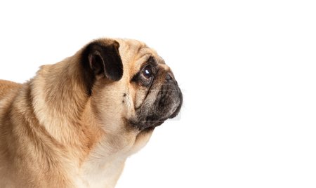 Photo for Portrait in profile of a purebred cute funny pug dog on a white background. - Royalty Free Image