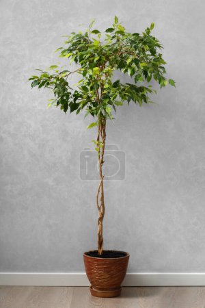 Photo for A tall ficus Benjamin with a beautifully interlaced trunk in a flowerpot against a gray wall in the living room. House design, interior, indoor plants. - Royalty Free Image