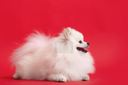 Foto de Retrato de un lindo cachorro de pomerania esponjosa. Un pequeño perro sonriente yace sobre un brillante fondo rojo de moda. - Imagen libre de derechos