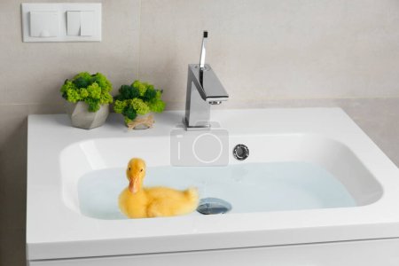 Foto de Un lindo patito divertido y animado nada en el agua en casa en un lavabo blanco. Pequeño pato flotante. - Imagen libre de derechos