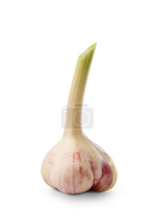 Photo for Whole head of young organic garlic, isolated on white background, close-up. - Royalty Free Image