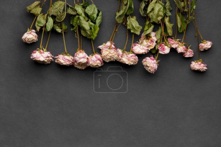 Téléchargez les photos : Branches de roses séchées sur fond noir vue du dessus avec espace pour le texte. Le concept de solitude ou d'âge. Un amour malheureux. Une perte. Tristesse. - en image libre de droit