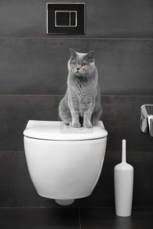 Téléchargez les photos : Un chat gris britannique de race pure est assis sur un bol de toilette blanc dans la salle de bain. - en image libre de droit