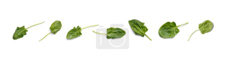 Téléchargez les photos : Ensemble de feuilles d'épinards verts frais dans différentes formes isolées sur fond blanc, vue de dessus. - en image libre de droit