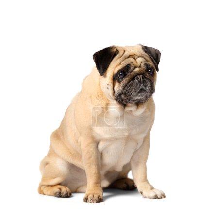 Photo for A purebred friendly cute funny pug sits on a white background and looks ahead expressively and interestedly. - Royalty Free Image