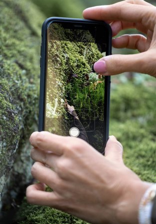 Téléchargez les photos : La fille photographie la nature, des fleurs de mousse dans la forêt sur un téléphone portable, gros plan. Le concept de style de vie, passe-temps. - en image libre de droit