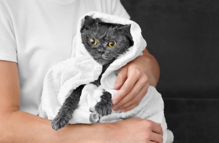 Téléchargez les photos : Funny wet British cat is wrapped in a white towel, the girl is holding a domestic cat after bathing, pet hygiene - en image libre de droit