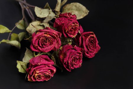 Téléchargez les photos : Roses roses sèches sur fond noir. Les roses mortes se rapprochent, copient l'espace. Le concept de solitude, âge, tristesse, vieillesse, amour malheureux, perte. - en image libre de droit