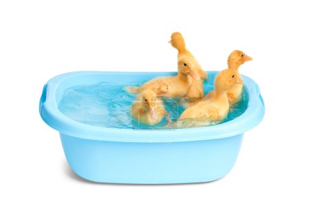 Foto de Lindos patitos divertidos nadan en un pequeño lavabo azul sobre un fondo blanco. Bañarse patitos. - Imagen libre de derechos