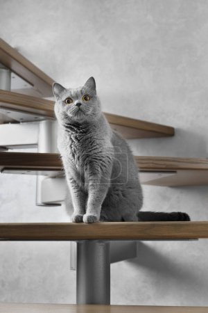 Téléchargez les photos : Un chat à poil court bleu britannique est assis sur les marches en bois des escaliers de la maison et regarde vers l'avant avec de grands yeux orange. Un chat domestique gris se repose sur les escaliers. - en image libre de droit
