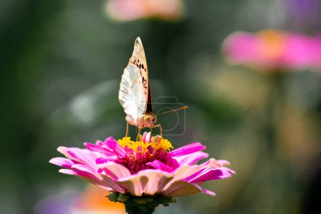 Photo for A large butterfly sits in the center of a blooming bright flower in the sun, close-up, soft background. - Royalty Free Image
