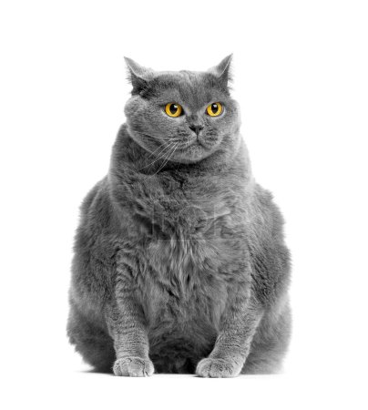 A fat British cat sits on a white background, puts its paw funny and looks ahead with big yellow eyes. Obesity in cats, overweight in animals.