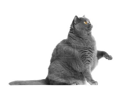 Téléchargez les photos : Un gros chat britannique est assis sur un fond blanc et lève sa patte drôle, mendiant de la nourriture ou un régal. Obésité des chats, publicité sur les aliments pour animaux. - en image libre de droit