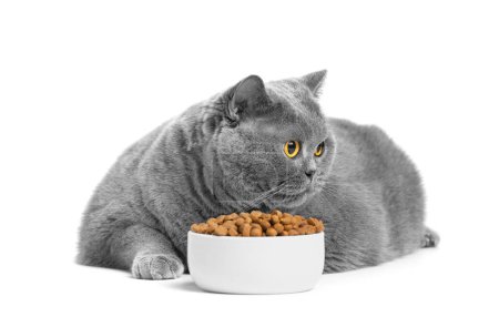Photo for A fat British cat eats cat food from a bowl on a white background. Obesity, overweight cats. Diet, pet food. - Royalty Free Image