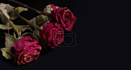 Téléchargez les photos : Roses roses sèches sur fond noir. Trois roses mortes ferment, copiez l'espace. Le concept de solitude, âge, tristesse, vieillesse, amour malheureux, perte. - en image libre de droit